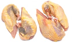 Französische Perlhuhn Brust Supreme