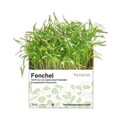 Herbeus Fennel Sprouts