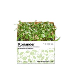 Herbeus Coriander Sprouts