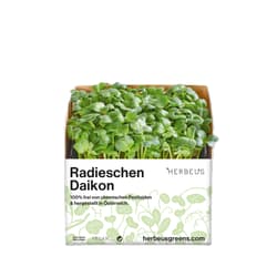 Herbeus Radish Daikon Sprouts