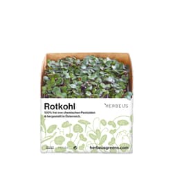 Herbeus Red Cabbage Sprouts