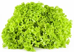 BIO Lollo Bionda