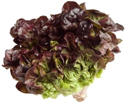 BIO Oak leaf lettuce red