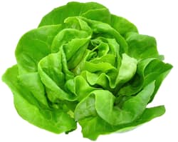 BIO lettuce green