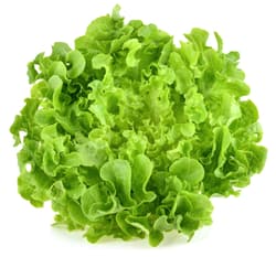 BIO Oak Leaf Lettuce Green