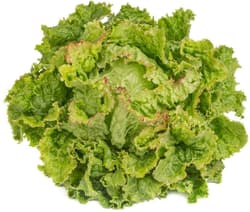 BIO Grazer cabbage lettuce