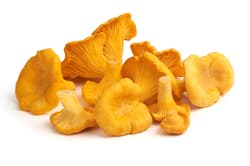 Eierschwammerl