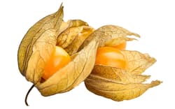 BIO Physalis