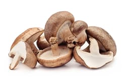 Hut & Stiel BIO Shiitake Pilze
