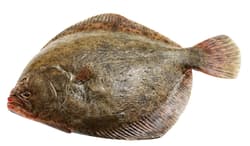 Fish? Fresh! Steinbutt im Ganzen