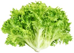 Michi Bauers Endiviensalat
