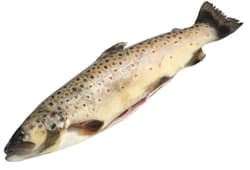Mariazeller Alpenfisch BIO Brown trout in whole