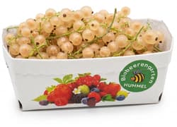 Biobeerengarten Hummel BIO Ribisel, weiß