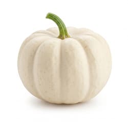 BIO Ofenkürbis Casperita