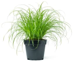 BIO Katzengras - Cyperus zumula