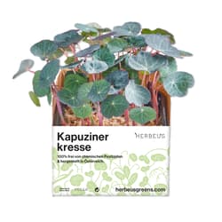 Herbeus Kapuziner Kresse