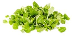 BIO Vogerlsalat