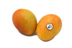 kleine Zuckermango