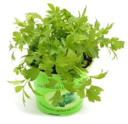 Organic lovage in a pot