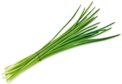 BIO Schnittlauch im Bund
