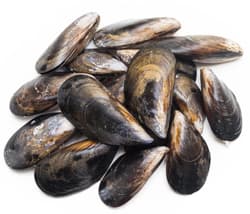 BIO Miesmuscheln