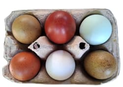 Hopibauern BIO Eier - die bunte Partie L 6er