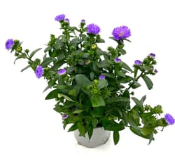 Herbstaster blau
