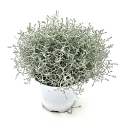 Silberbusch