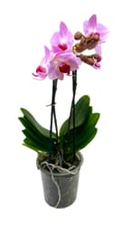 Schmetterlingsorchidee, lila-pink