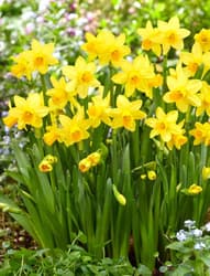 Blumenzwiebel - Narcissus - tête-à-tête