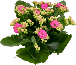 Kalanchoe pink im Topf