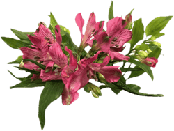 Alstromeria Bund