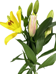 Lilien Mix Bund