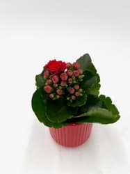 Mini Kalanchoe rot im Übertopf
