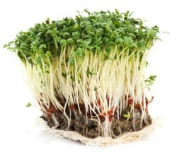 BIO Cress