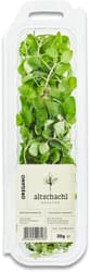 Altschachl oregano