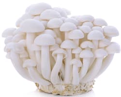 Beech mushrooms white