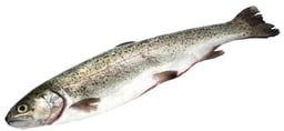 Fisch im Ganzen