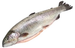 Fritz und seine Fische