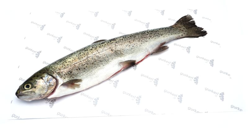 Holzinger Fish Trout whole