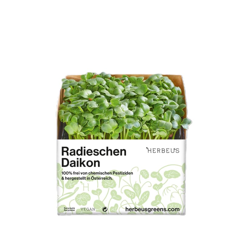 Herbeus Radish Daikon Sprouts