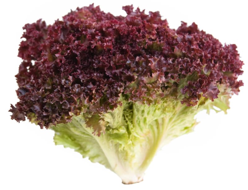 BIO Lollo Rosso