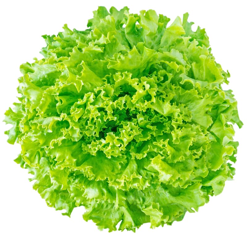 BIO oak leaf lettuce green
