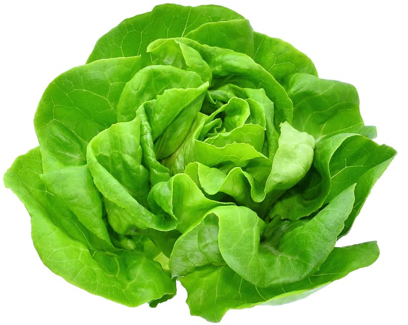 BIO lettuce green