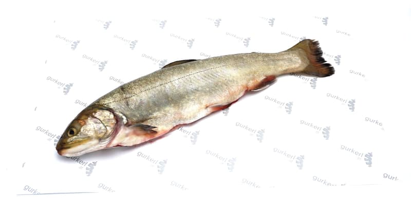 Holzinger fish char in whole