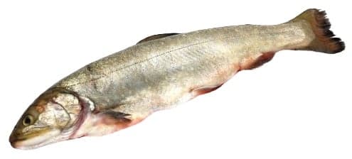 Holzinger fish char in whole