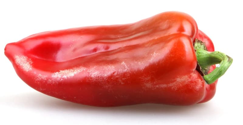 BIO Spitzpaprika Rarität "Roter Bulle"