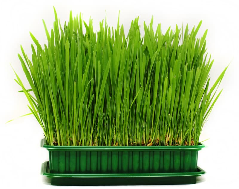 frisches Katzengras