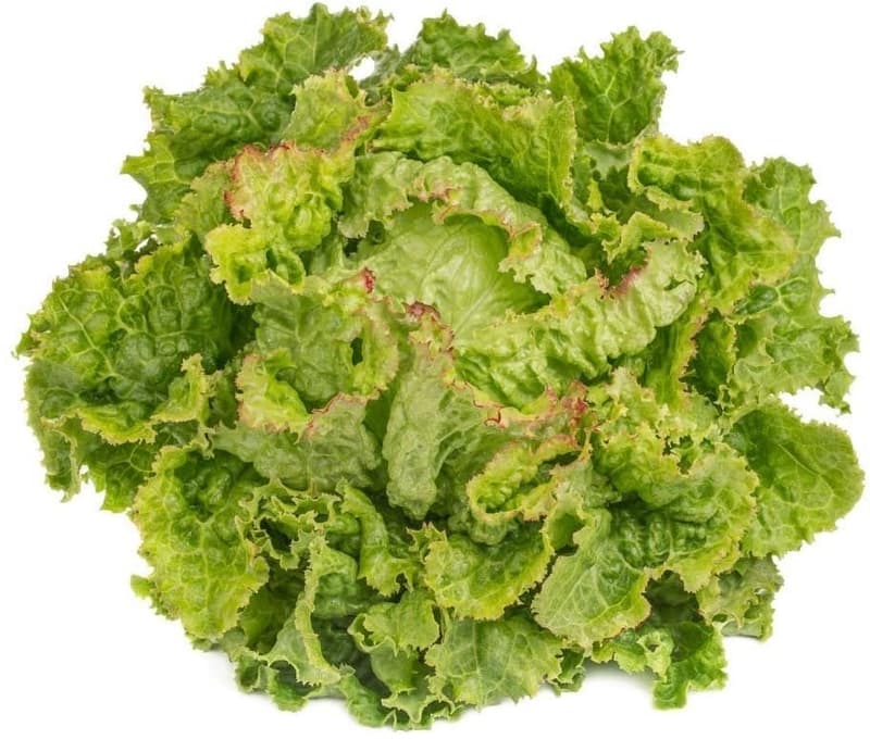 BIO Grazer cabbage lettuce