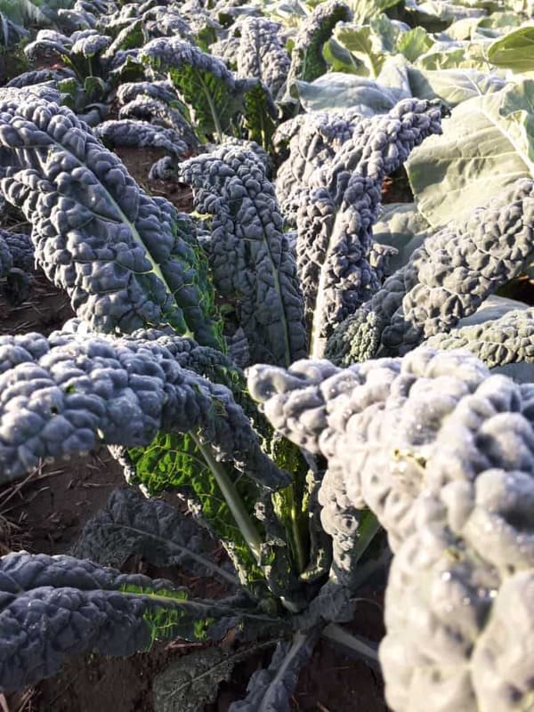 Black cabbage - Palm cabbage